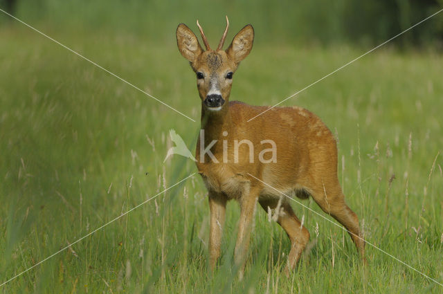 Ree (Capreolus capreolus)