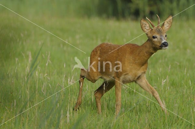 Ree (Capreolus capreolus)