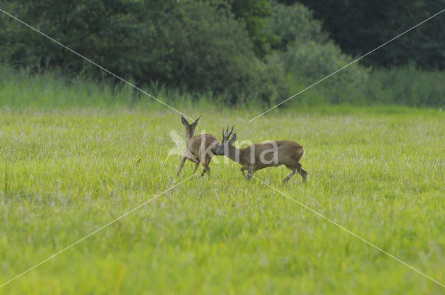 Ree (Capreolus capreolus)