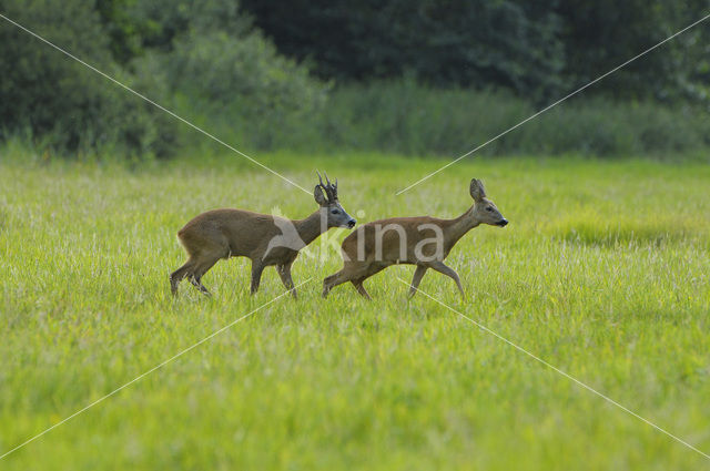 Ree (Capreolus capreolus)