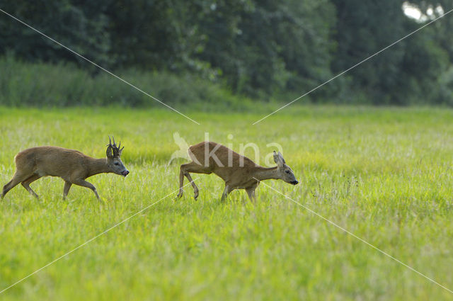 Ree (Capreolus capreolus)