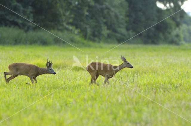 Ree (Capreolus capreolus)