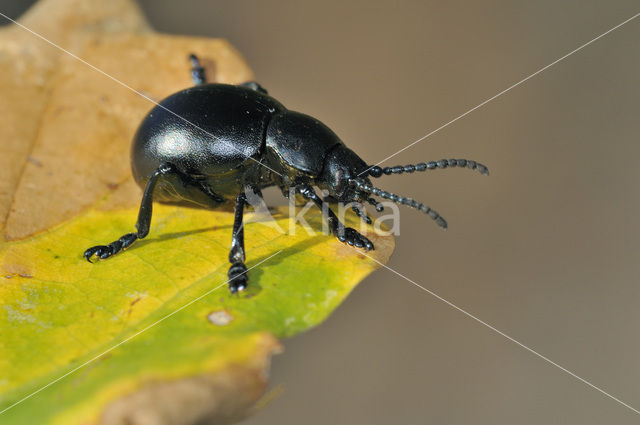 Reuzengoudhaan (Timarcha tenebricosa)