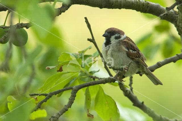 Ringmus (Passer montanus)