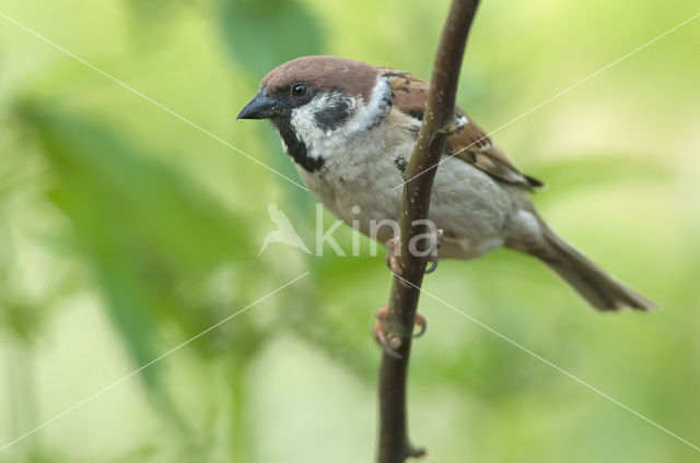 Ringmus (Passer montanus)