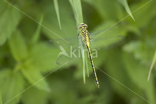 Yellow-legged Dragonfly (Gomphus flavipes)