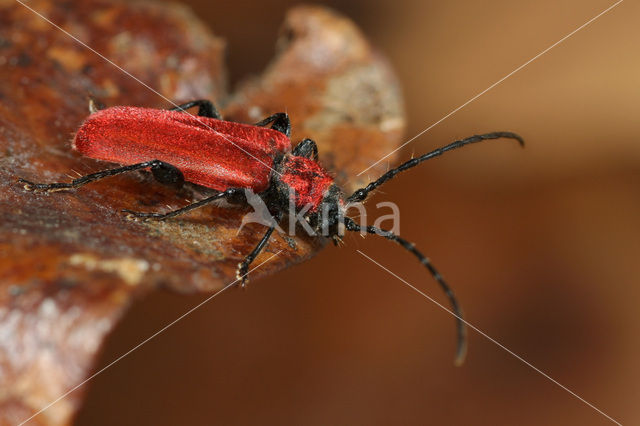 Rode boktor (Pyrrhidium sanguineum)