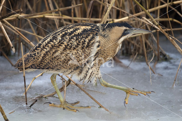 Roerdomp (Botaurus stellaris)