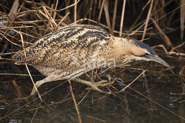 Roerdomp (Botaurus stellaris)