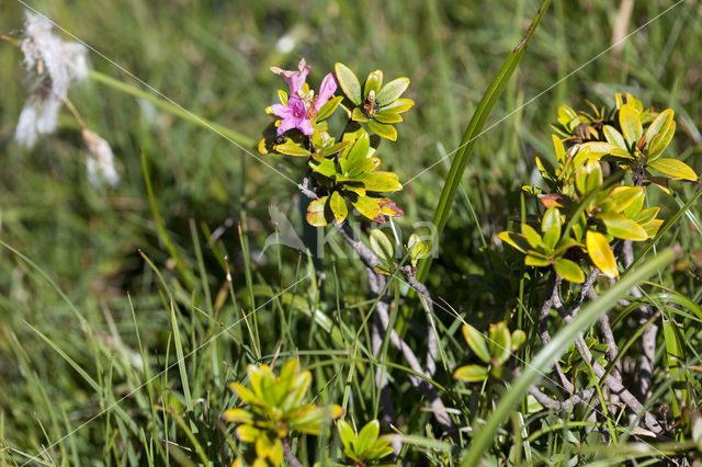 Roestbladig alpenroosje (Rhododendron ferrugineum)