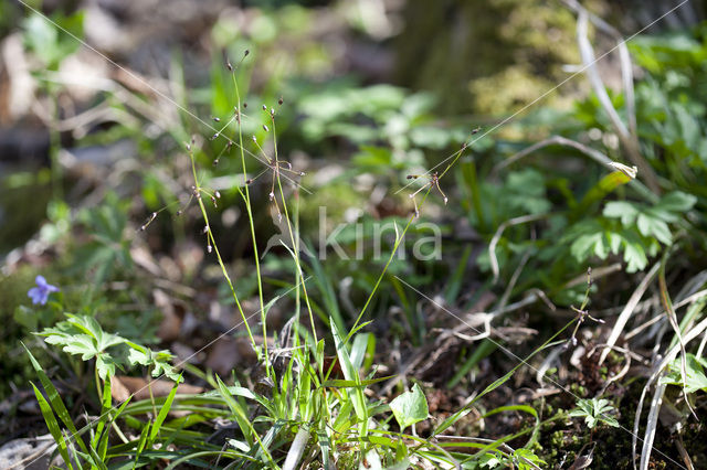 Hairy Woodrush (Luzula pilosa)