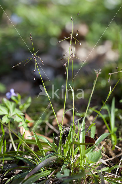 Ruige veldbies (Luzula pilosa)