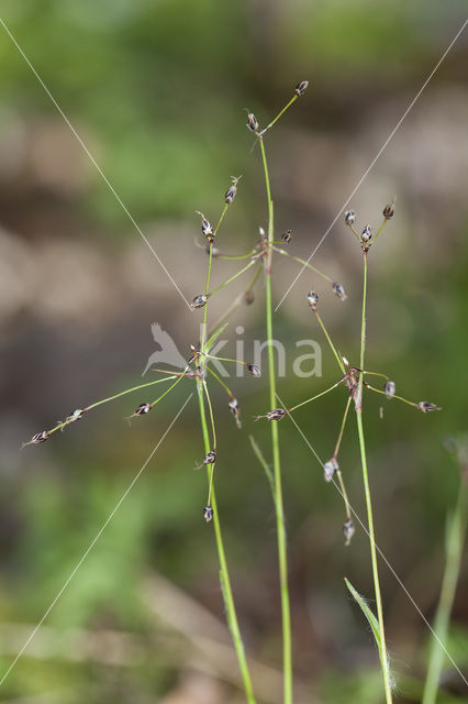 Ruige veldbies (Luzula pilosa)