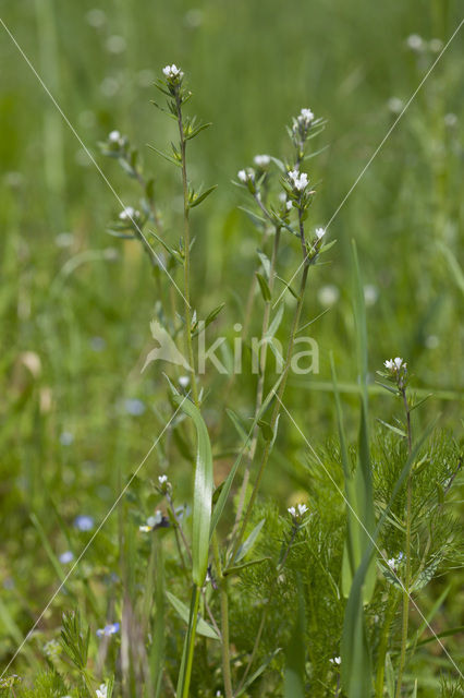 Ruw parelzaad (Lithospermum arvense)