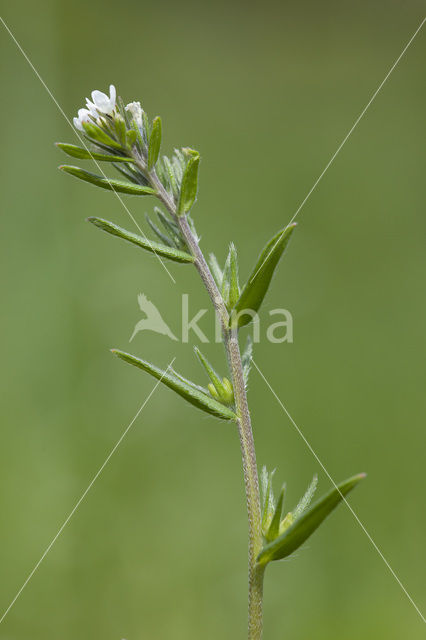 Ruw parelzaad (Lithospermum arvense)