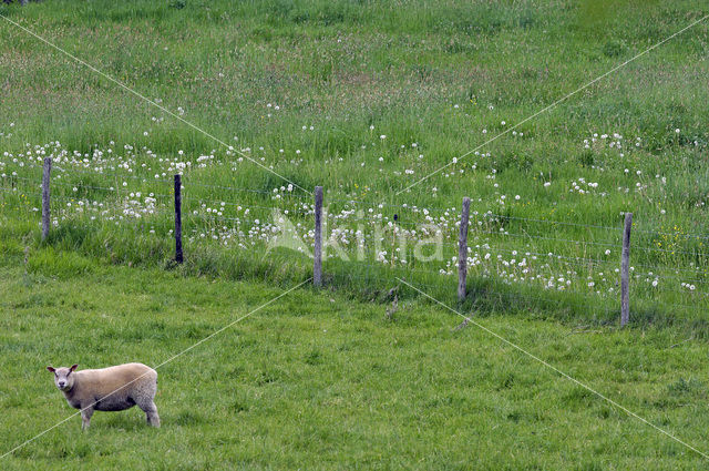 Schaap (Ovis domesticus)