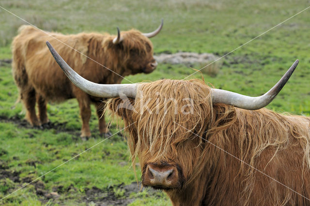 Schotse Hooglander