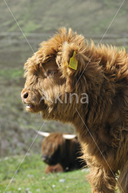 Schotse Hooglander