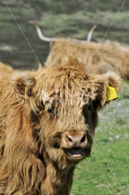 Schotse Hooglander