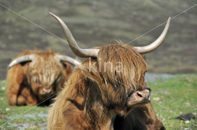 Schotse Hooglander