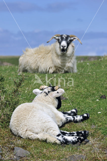 Scottish Blackface schaap (Ovis domesticus)