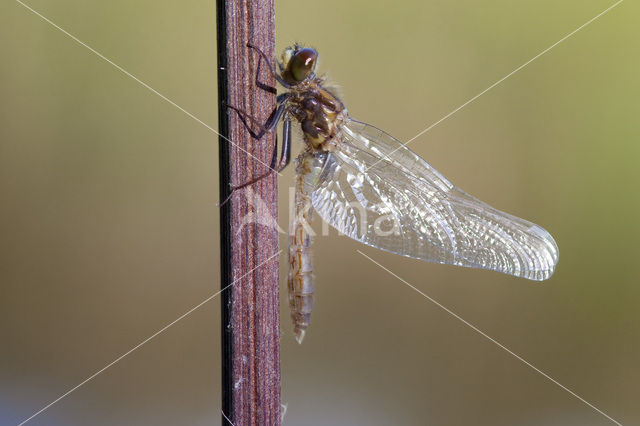 Sierlijke witsnuitlibel (Leucorrhinia caudalis)