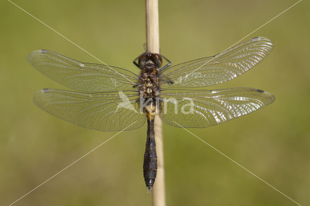 Sierlijke witsnuitlibel (Leucorrhinia caudalis)