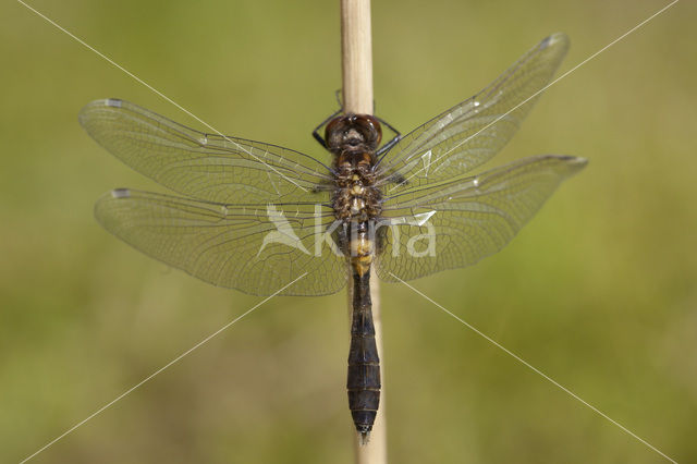 Sierlijke witsnuitlibel (Leucorrhinia caudalis)