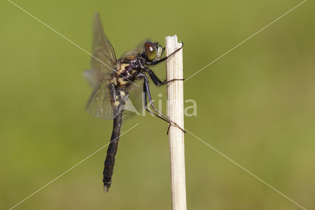 Sierlijke witsnuitlibel (Leucorrhinia caudalis)