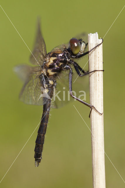 Sierlijke witsnuitlibel (Leucorrhinia caudalis)