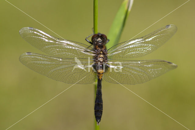 Sierlijke witsnuitlibel (Leucorrhinia caudalis)