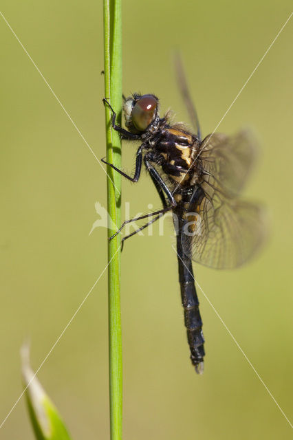 Sierlijke witsnuitlibel (Leucorrhinia caudalis)