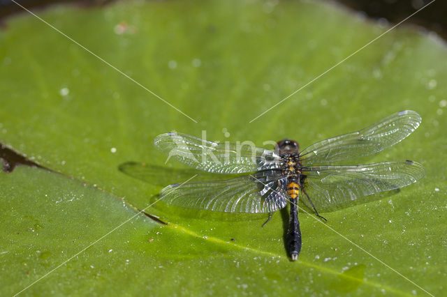 Sierlijke witsnuitlibel (Leucorrhinia caudalis)