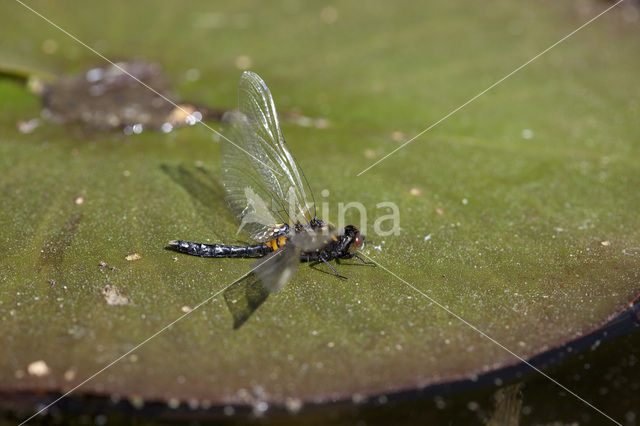 Sierlijke witsnuitlibel (Leucorrhinia caudalis)