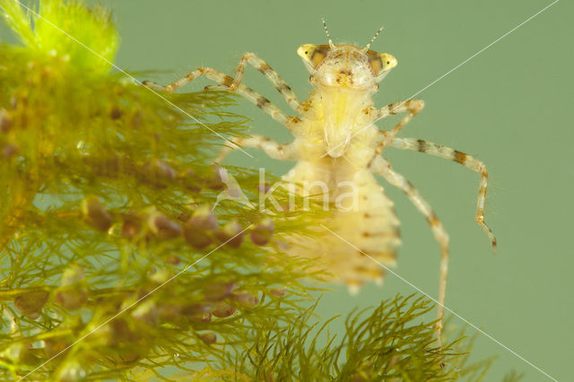 Sierlijke witsnuitlibel (Leucorrhinia caudalis)