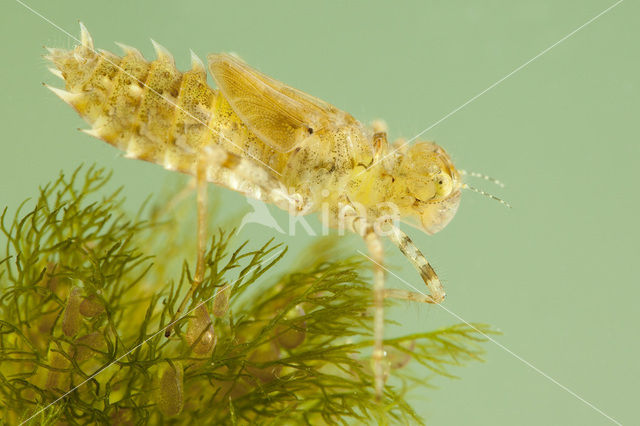 Sierlijke witsnuitlibel (Leucorrhinia caudalis)