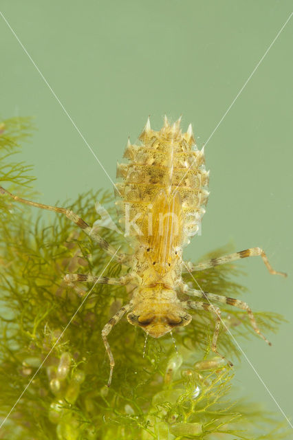 Sierlijke witsnuitlibel (Leucorrhinia caudalis)