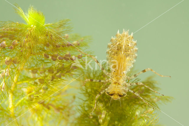 Sierlijke witsnuitlibel (Leucorrhinia caudalis)