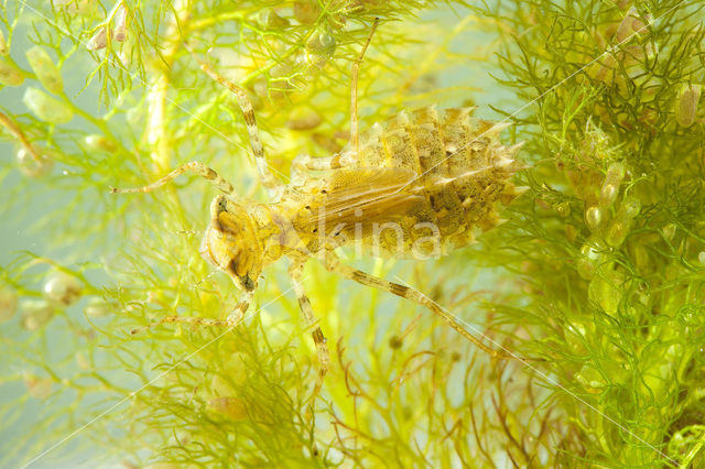 Lilypad White-faced Darter (Leucorrhinia caudalis)