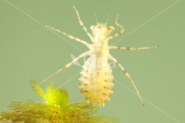 Sierlijke witsnuitlibel (Leucorrhinia caudalis)