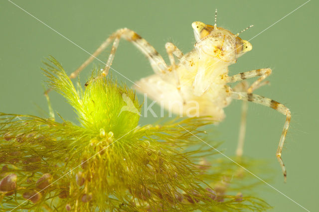 Sierlijke witsnuitlibel (Leucorrhinia caudalis)