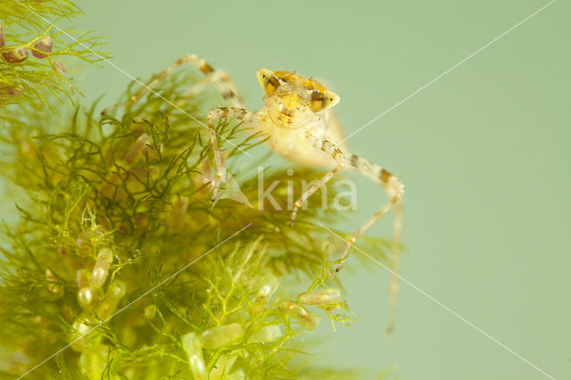 Sierlijke witsnuitlibel (Leucorrhinia caudalis)