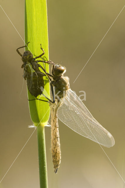 Smaragdlibel (Cordulia aenea)