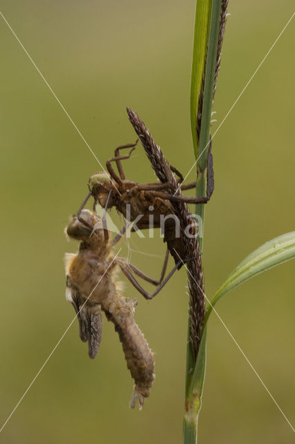 Downy Emerald (Cordulia aenea)