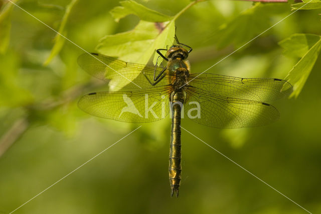 Smaragdlibel (Cordulia aenea)