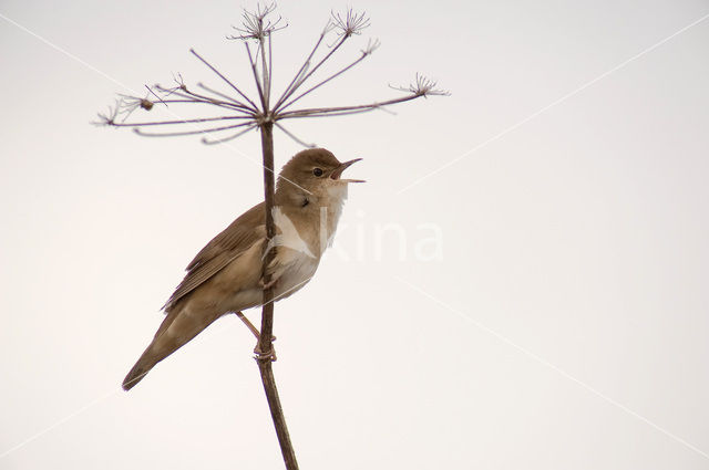 Savi’s Warbler (Locustella luscinioides)