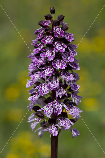 Soldaatje x Purperorchis (Orchis militaris x Orchis purpurea)