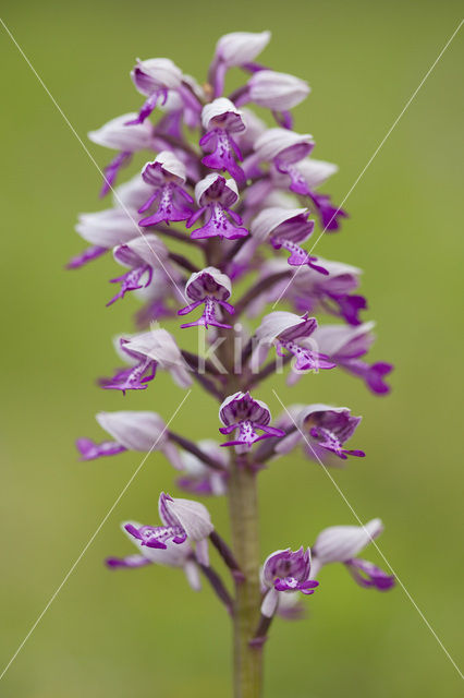 Soldaatje (Orchis militaris)