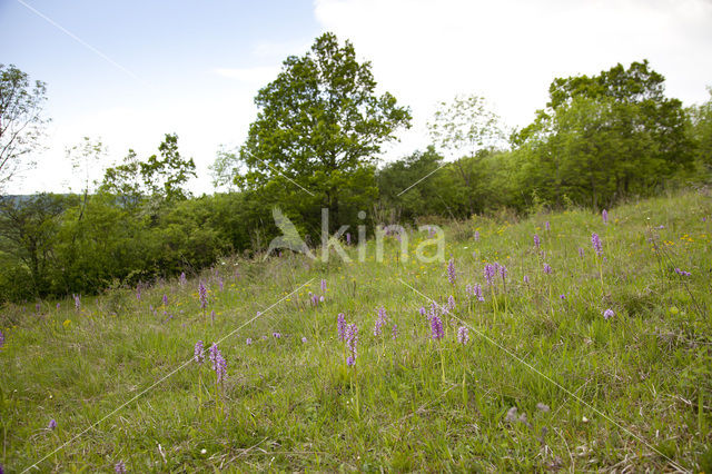 Soldaatje (Orchis militaris)