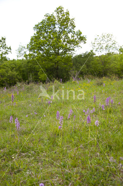 Soldaatje (Orchis militaris)